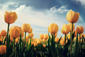 Yellow Tulips3236810433 300x200 - Yellow Tulips - yellow, Tulips, Cosmos